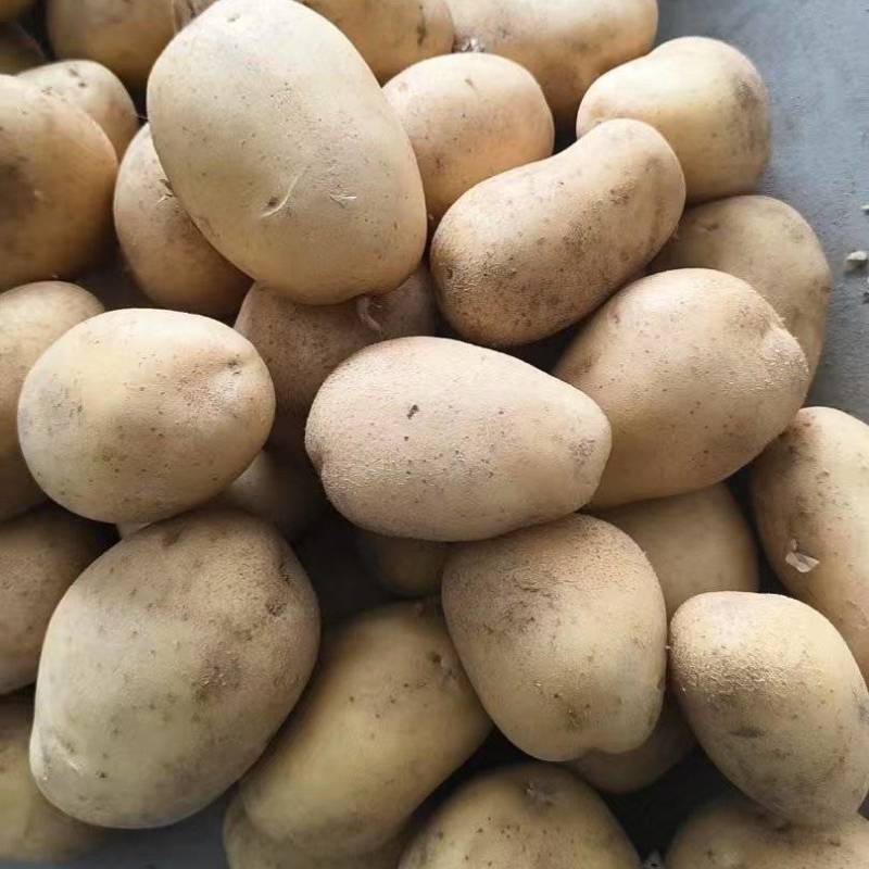 滕州大棚V7土豆，基地发货价格合理质量保证可视频看货