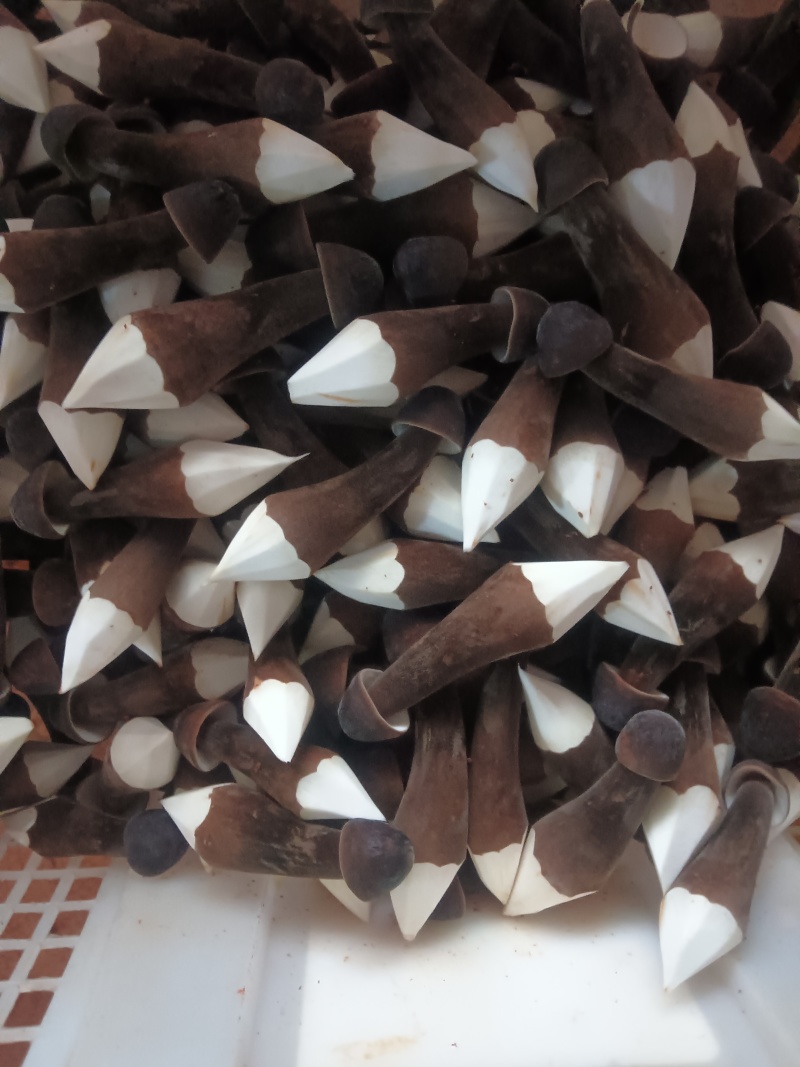 黑皮鸡纵菌口味独特，营养价值高，可煎炒烹炸，火锅，烧烤等