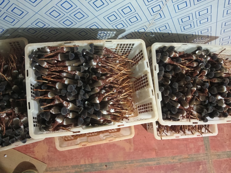 黑皮鸡纵菌口味独特，营养价值高，可煎炒烹炸，火锅，烧烤等
