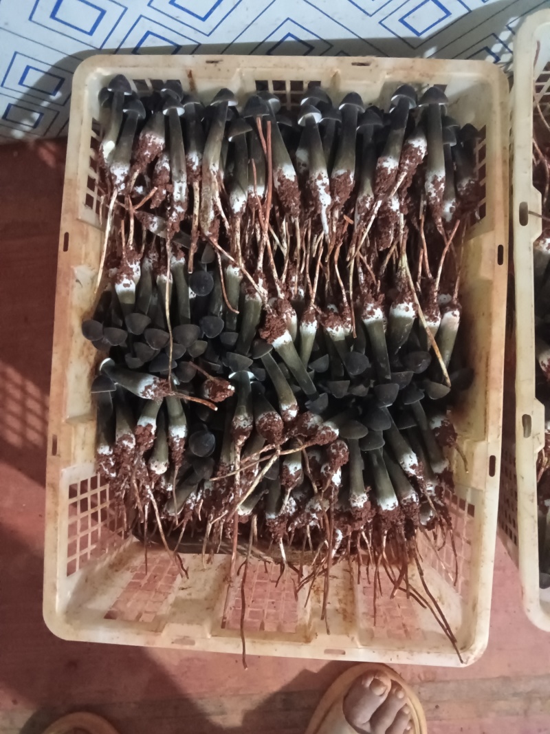 黑皮鸡纵菌口味独特，营养价值高，可煎炒烹炸，火锅，烧烤等