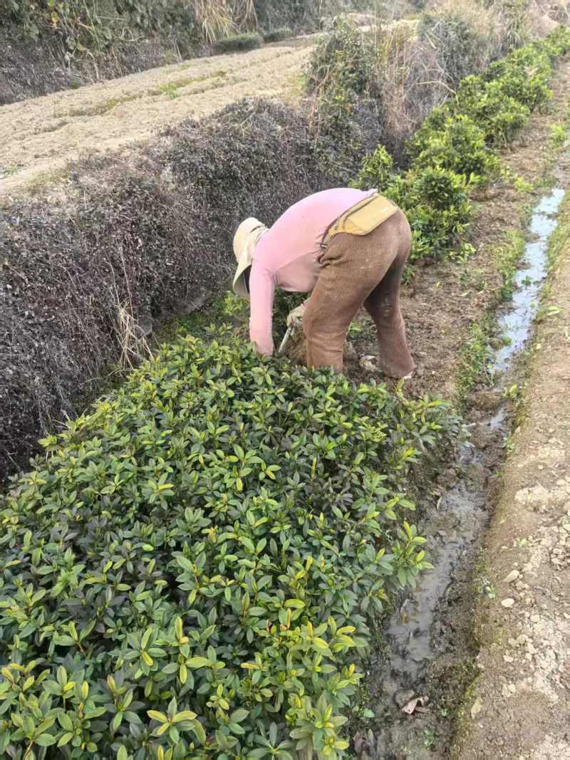 浙江宁波毛杜鹃，产地直发，量大优惠，规格齐全，欢迎来店