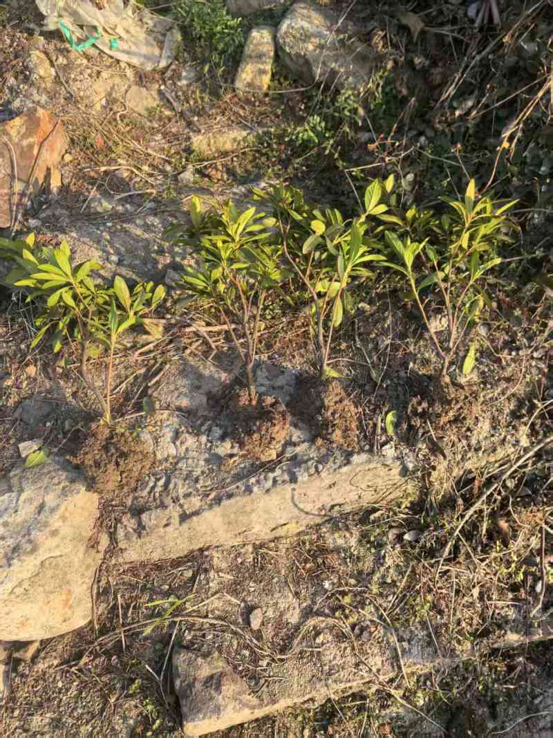 浙江宁波毛杜鹃，产地直发，量大优惠，规格齐全，欢迎来店