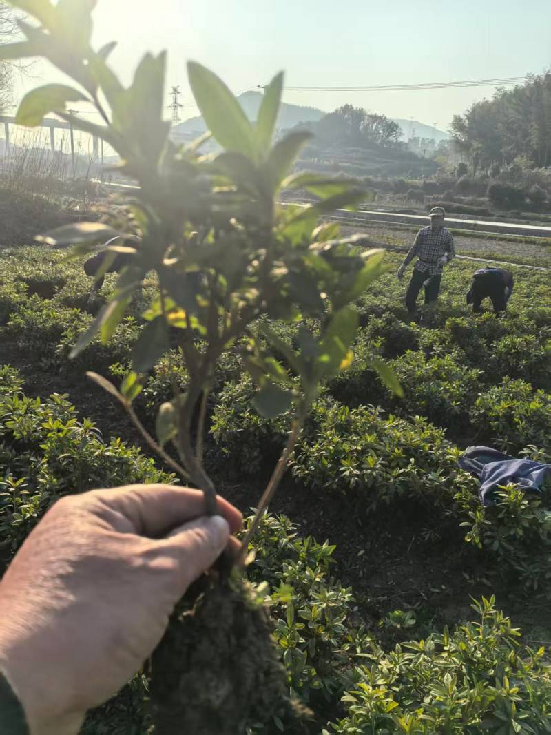 浙江宁波毛杜鹃，产地直发，量大优惠，规格齐全，欢迎来店