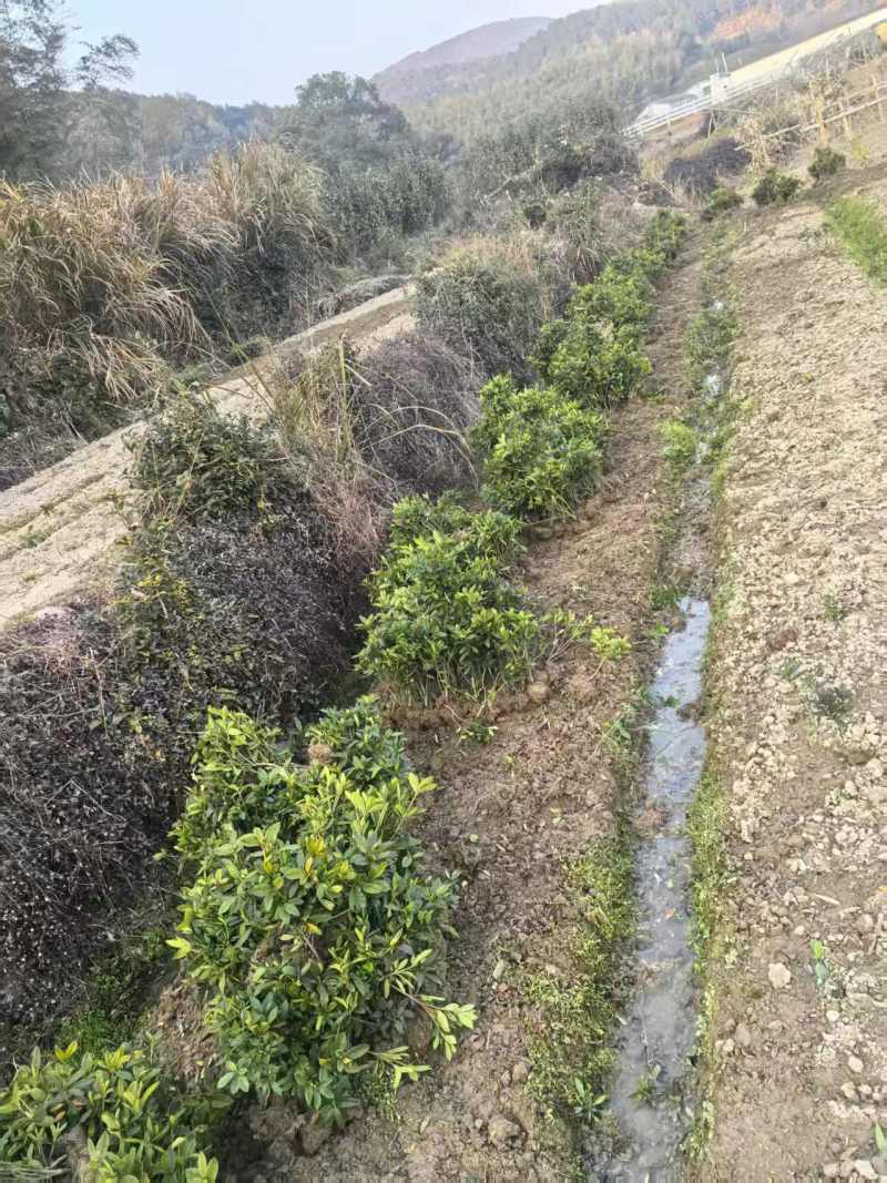 浙江宁波毛杜鹃，产地直发，量大优惠，规格齐全，欢迎来店