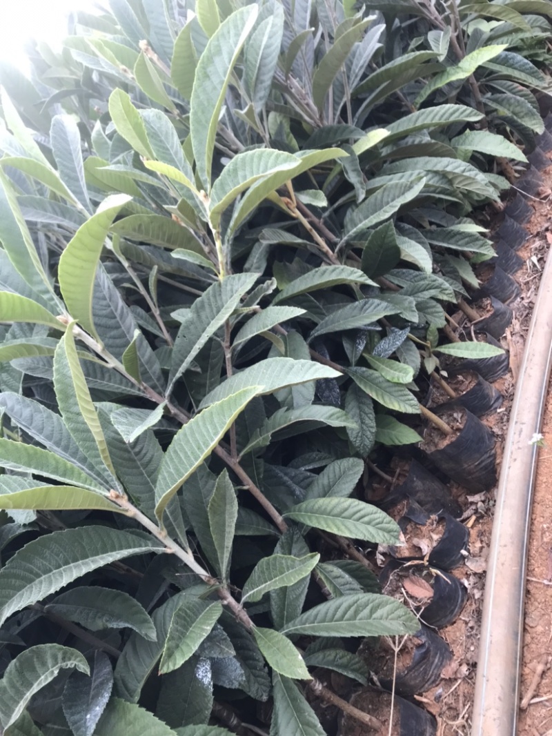 枇杷苗