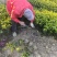 浙江夏娟绿化苗木，基地直发，品质保证，视频，实地看货