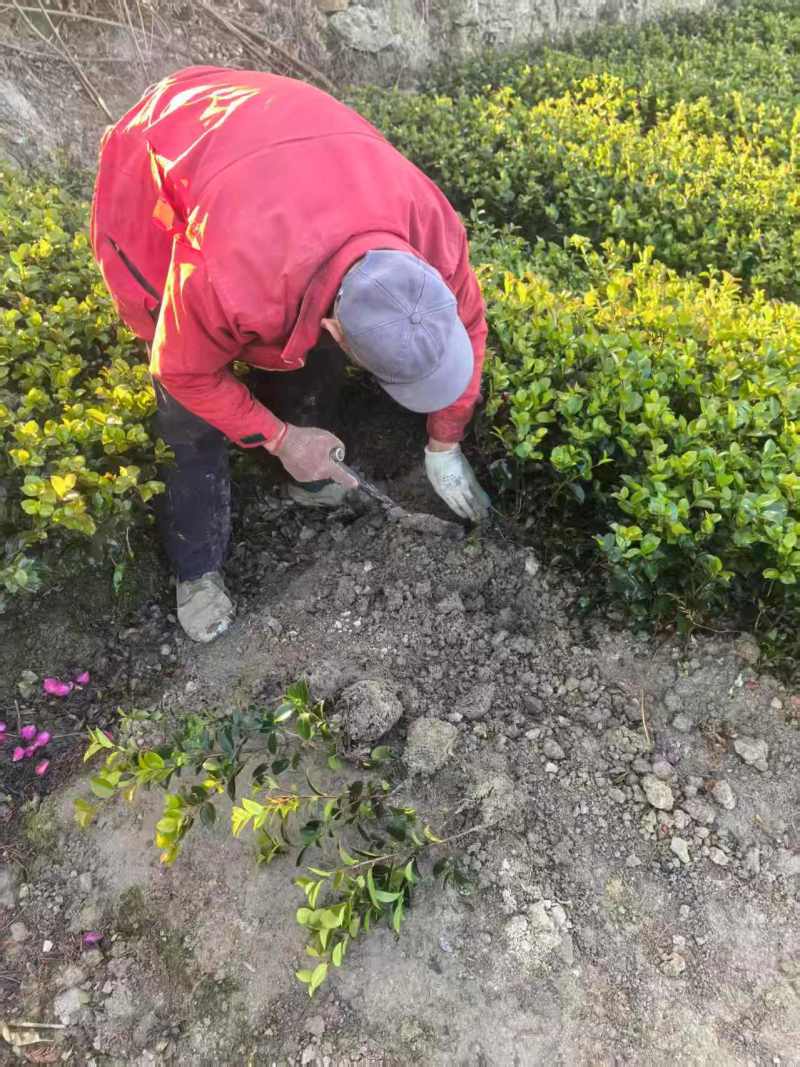 浙江夏娟绿化苗木，基地直发，品质保证，视频，实地看货
