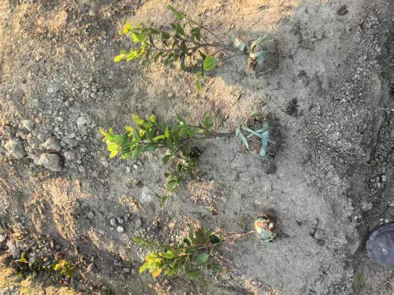 浙江夏娟绿化苗木，基地直发，品质保证，视频，实地看货