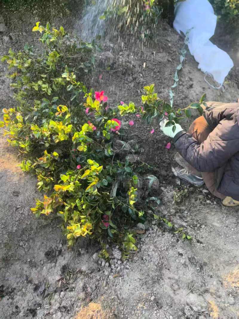 浙江夏娟绿化苗木，基地直发，品质保证，视频，实地看货