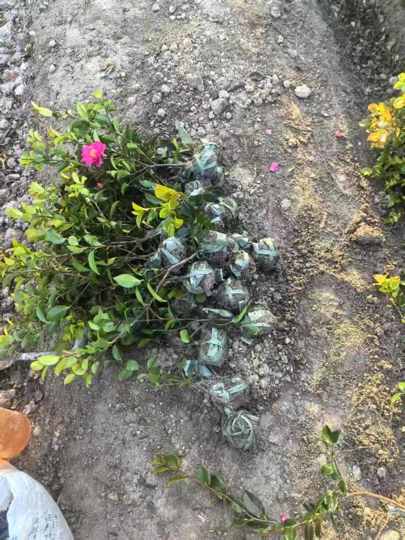 茶梅小毛球，一手货源，自产自销，品质保证，成活率高