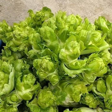 贵州产地儿菜,价格优惠,规格齐全品质保证,对接市场批发商