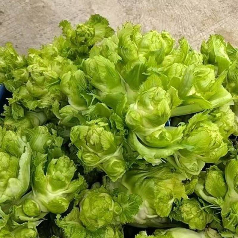 贵州产地儿菜，价格优惠，规格齐全品质保证，对接市场批发商