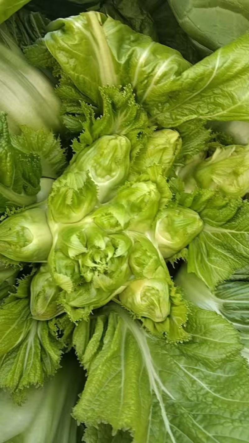 贵州产地儿菜，价格优惠，规格齐全品质保证，对接市场批发商