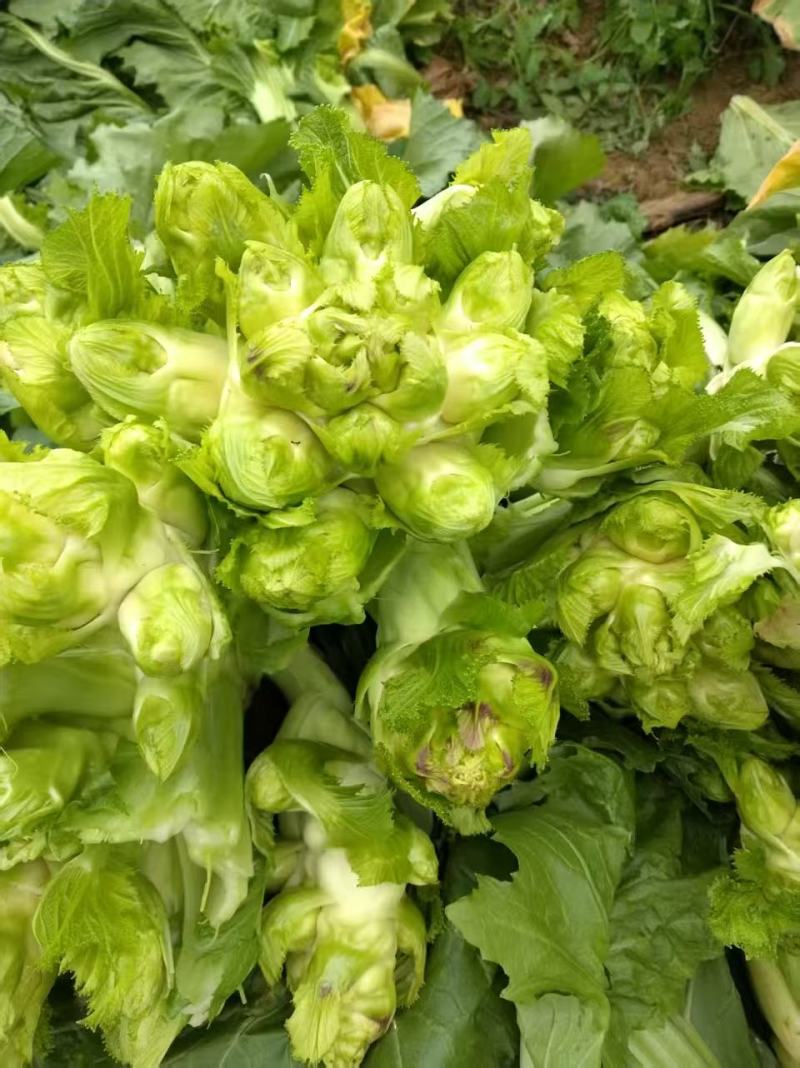 贵州产地儿菜，价格优惠，规格齐全品质保证，对接市场批发商