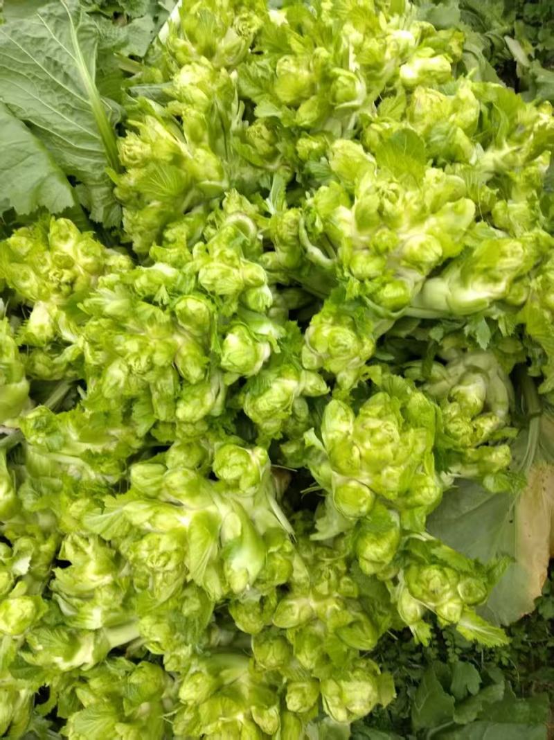贵州产地儿菜，价格优惠，规格齐全品质保证，对接市场批发商
