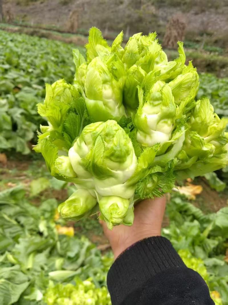 贵州产地儿菜，价格优惠，规格齐全品质保证，对接市场批发商