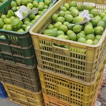 无籽香水柠檬