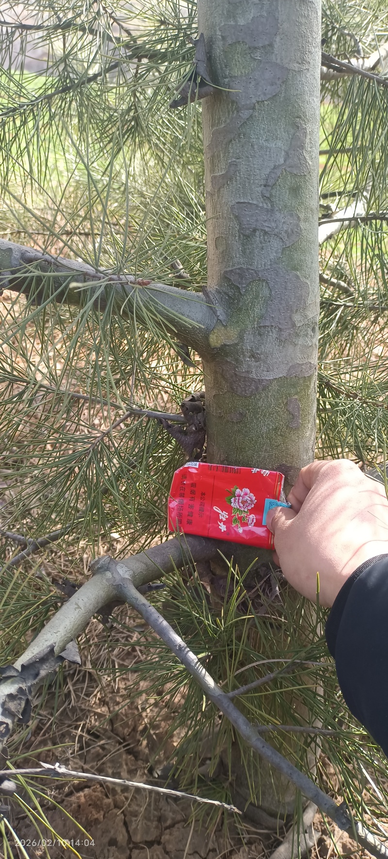 白皮松