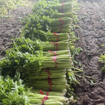 芹菜热卖中，年前*后一批，价格好商量