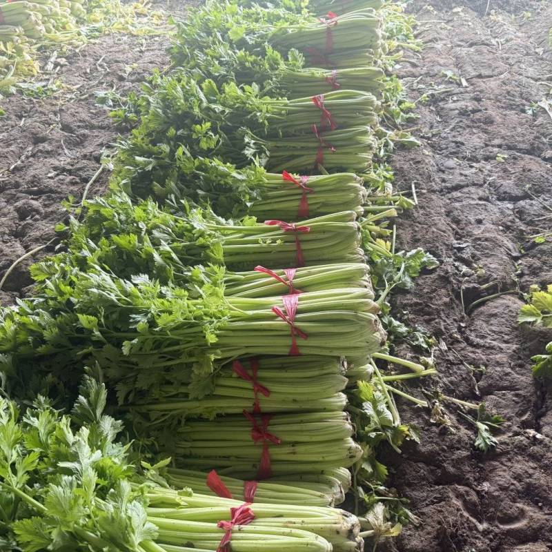 芹菜热卖中，年前*后一批，价格好商量