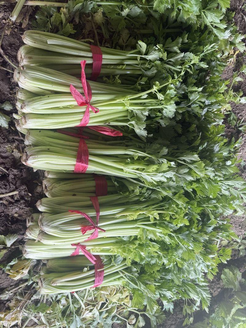芹菜热卖中，年前*后一批，价格好商量