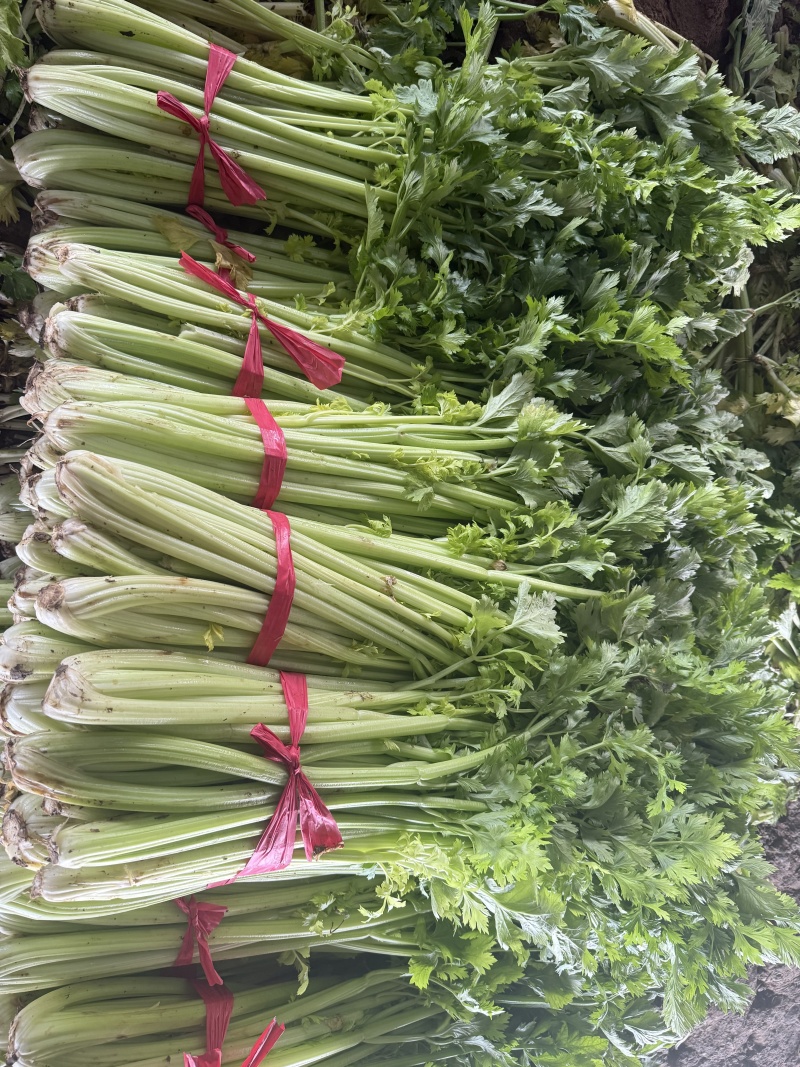 芹菜热卖中，年前*后一批，价格好商量