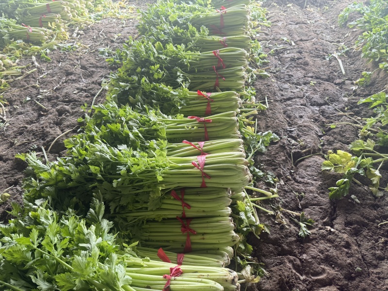 芹菜热卖中，年前*后一批，价格好商量