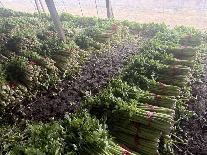 芹菜热卖中，年前*后一批，价格好商量