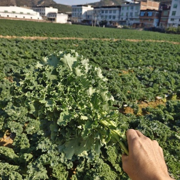 羽衣甘蓝基地直供