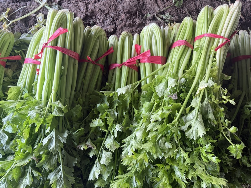 芹菜热卖中，年前*后一批，价格好商量