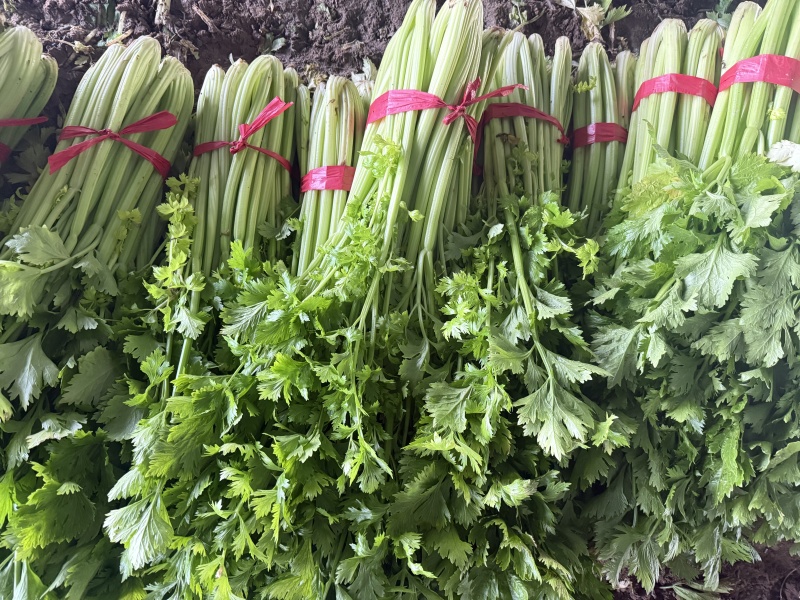 芹菜热卖中，年前*后一批，价格好商量
