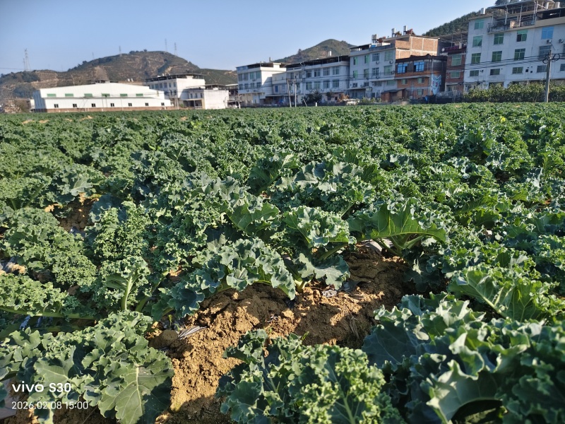 羽衣甘蓝基地直供
