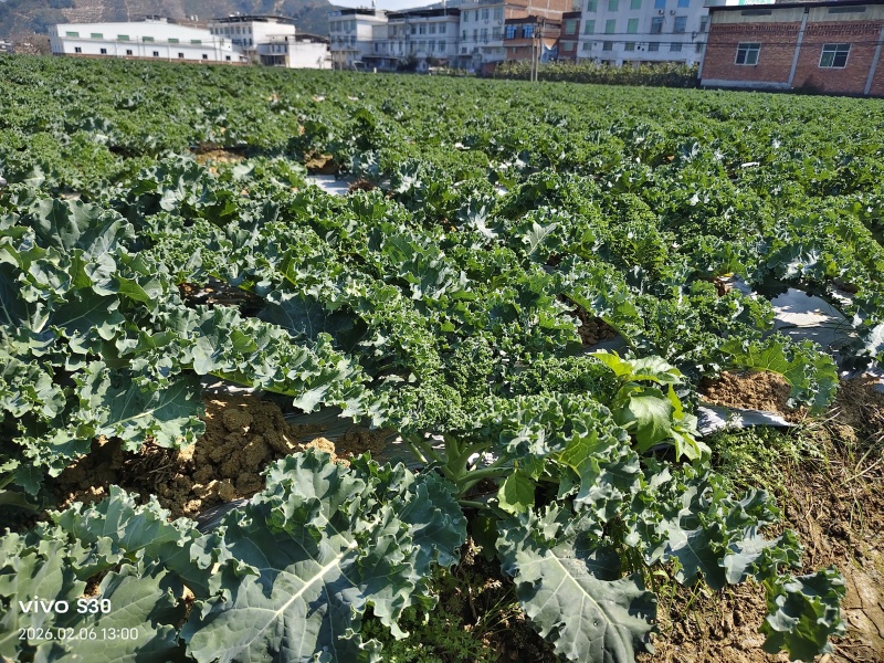羽衣甘蓝基地直供