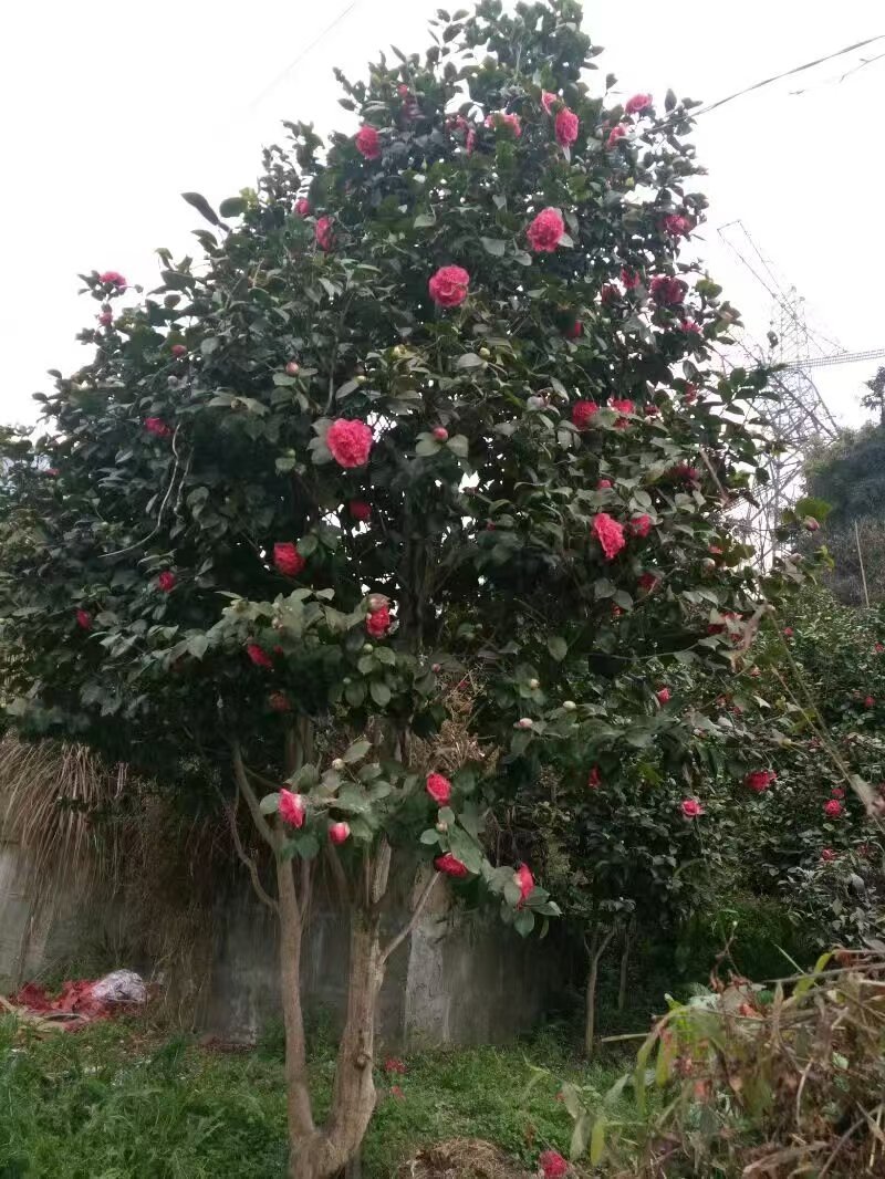 山茶花树#树龄#十几年#二十几年大量有货欢迎咨询