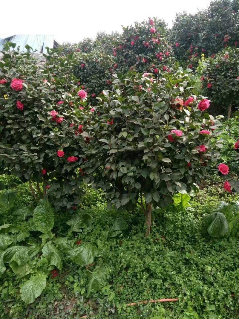 山茶花树#树龄#十几年#二十几年大量有货欢迎咨询