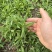 山苜楂，山野菜地头直发，物美价廉，春天的**口野菜