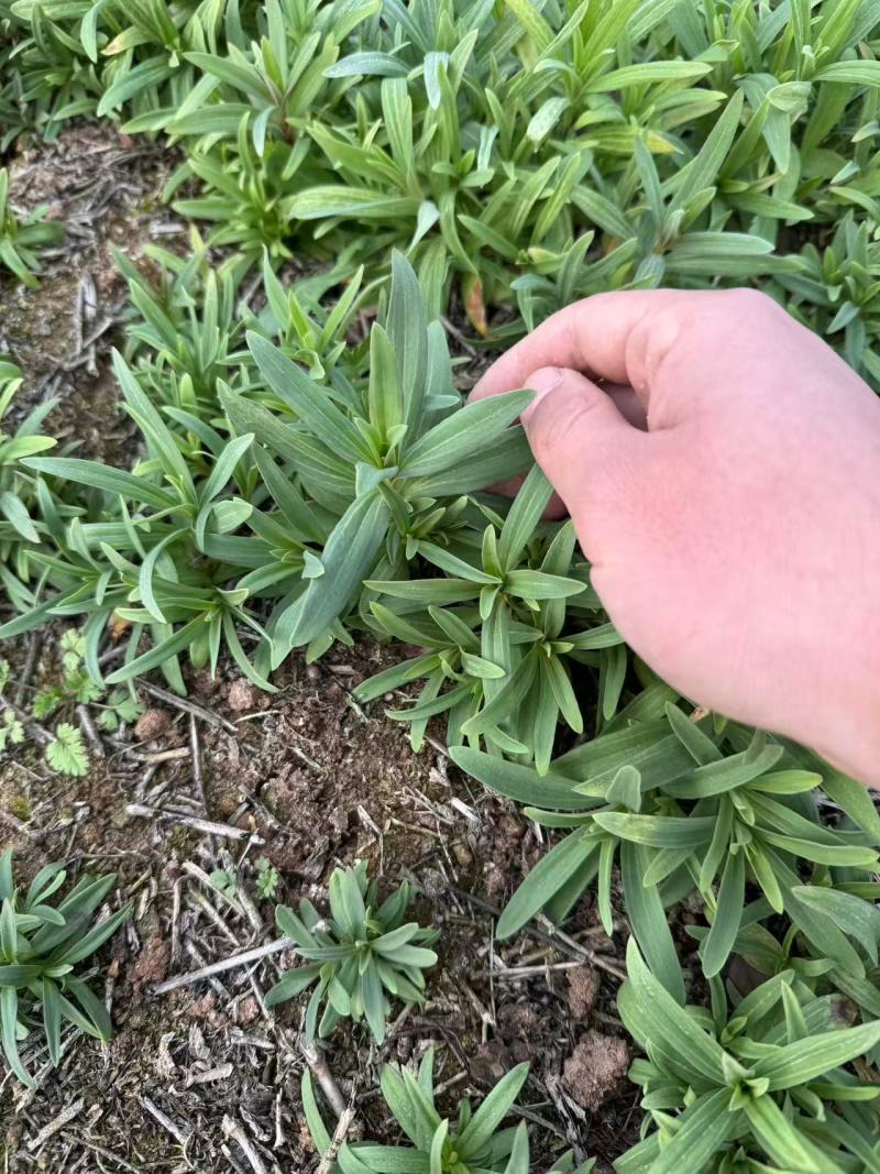 山苜楂，山野菜地头直发，物美价廉，春天的**口野菜