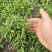山苜楂，山野菜地头直发，物美价廉，春天的**口野菜