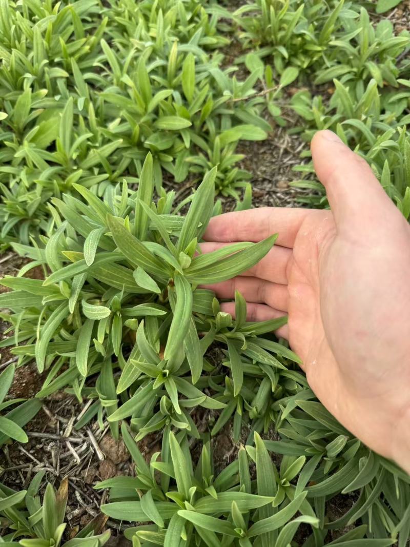山苜楂，山野菜地头直发，物美价廉，春天的**口野菜