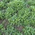 山苜楂，山野菜地头直发，物美价廉，春天的**口野菜