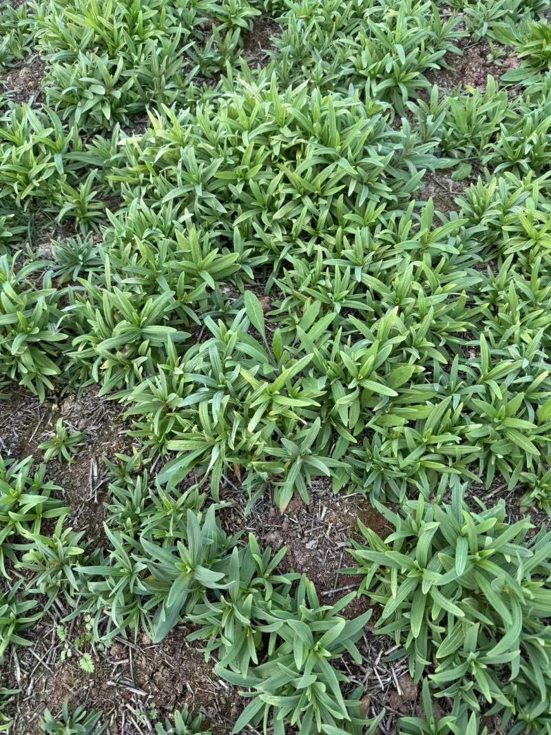 山苜楂，山野菜地头直发，物美价廉，春天的**口野菜