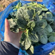露天趴地菠菜