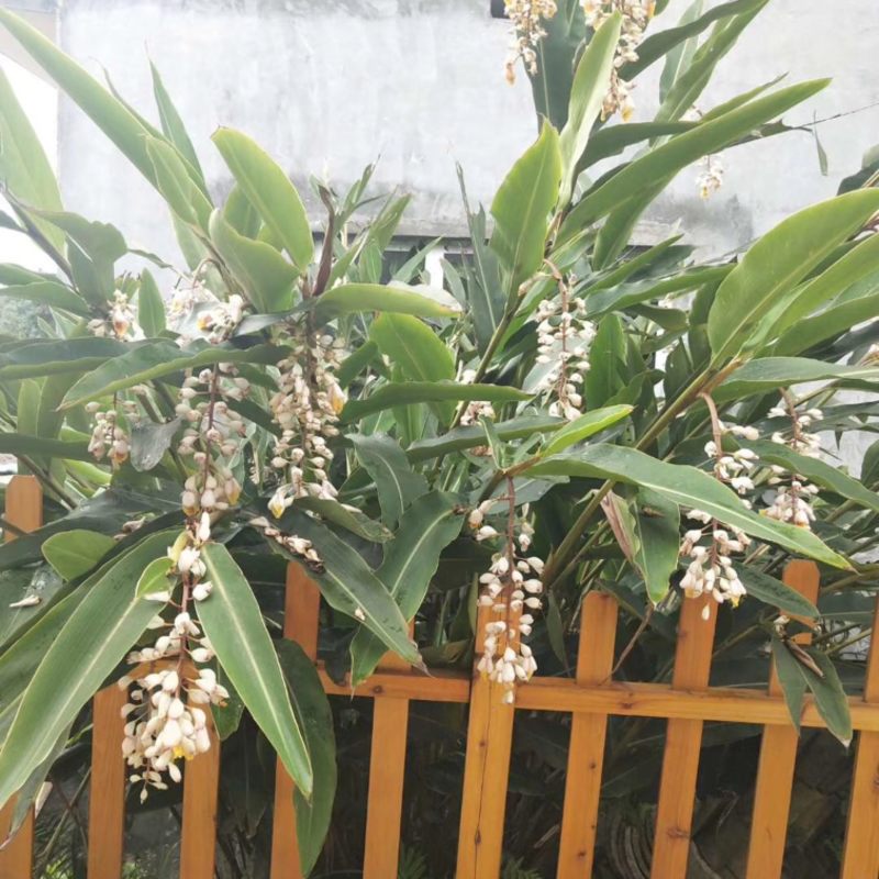 大量出售香砂仁苗