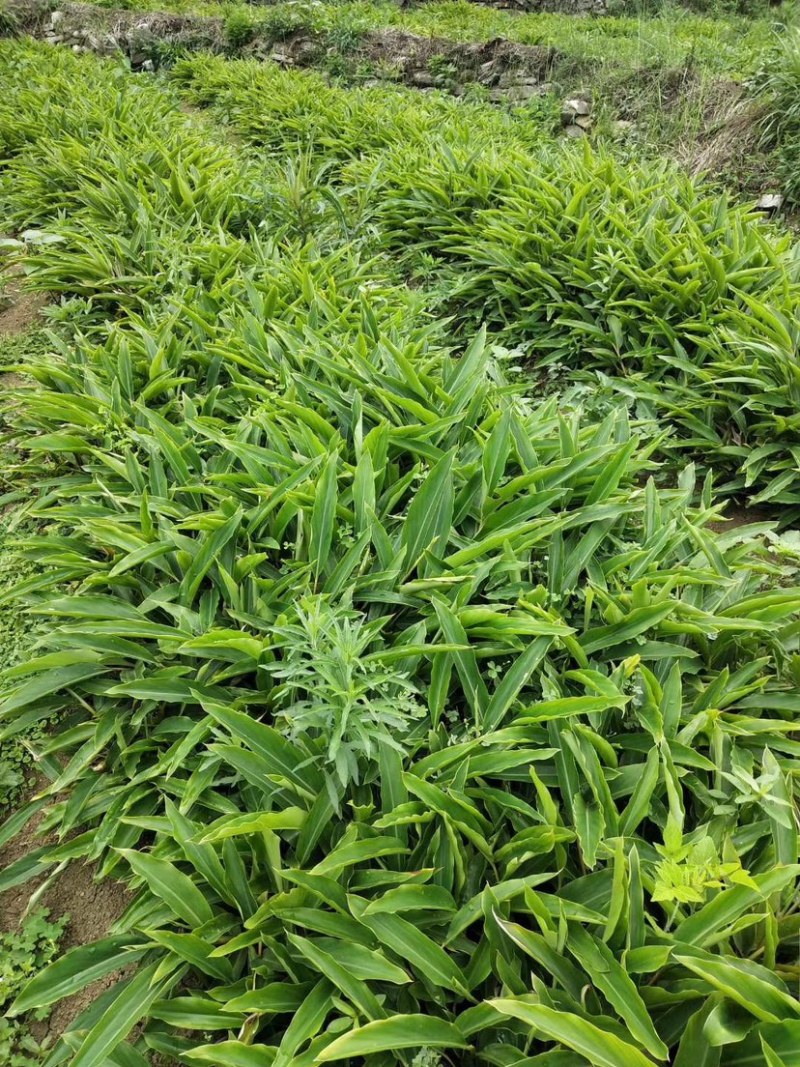 大量出售香砂仁苗