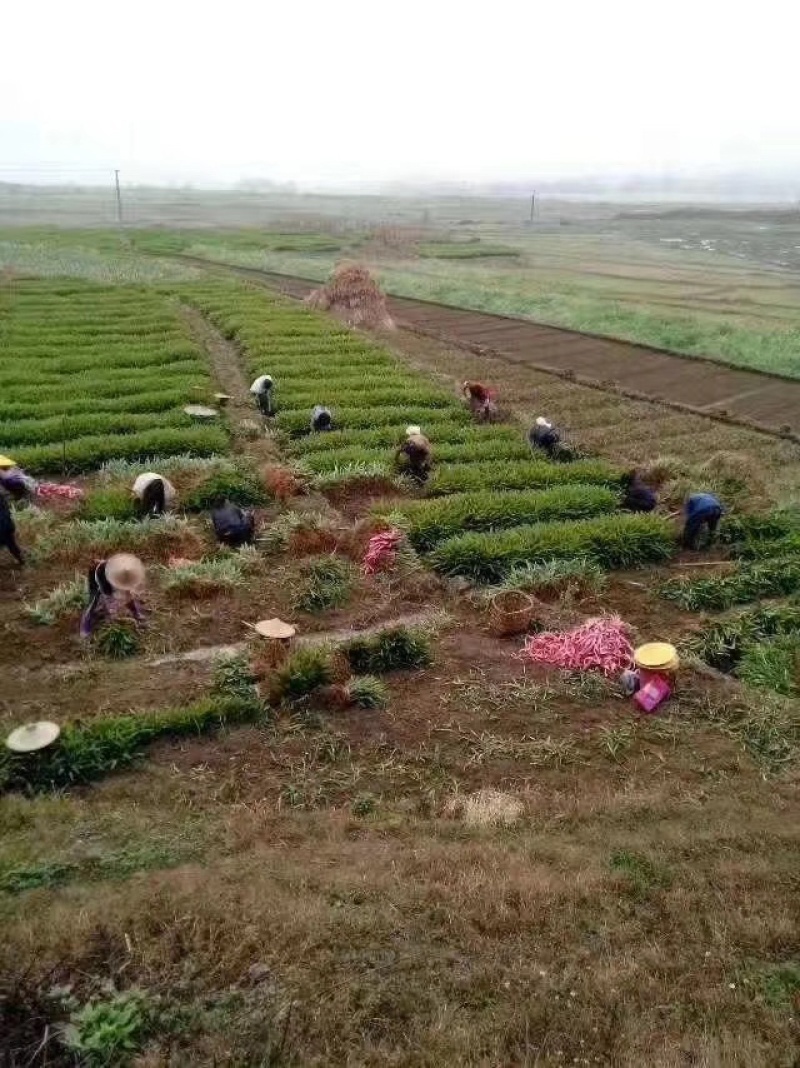 大量出售香砂仁苗