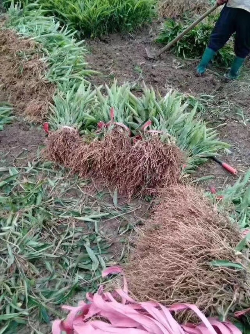 大量出售香砂仁苗