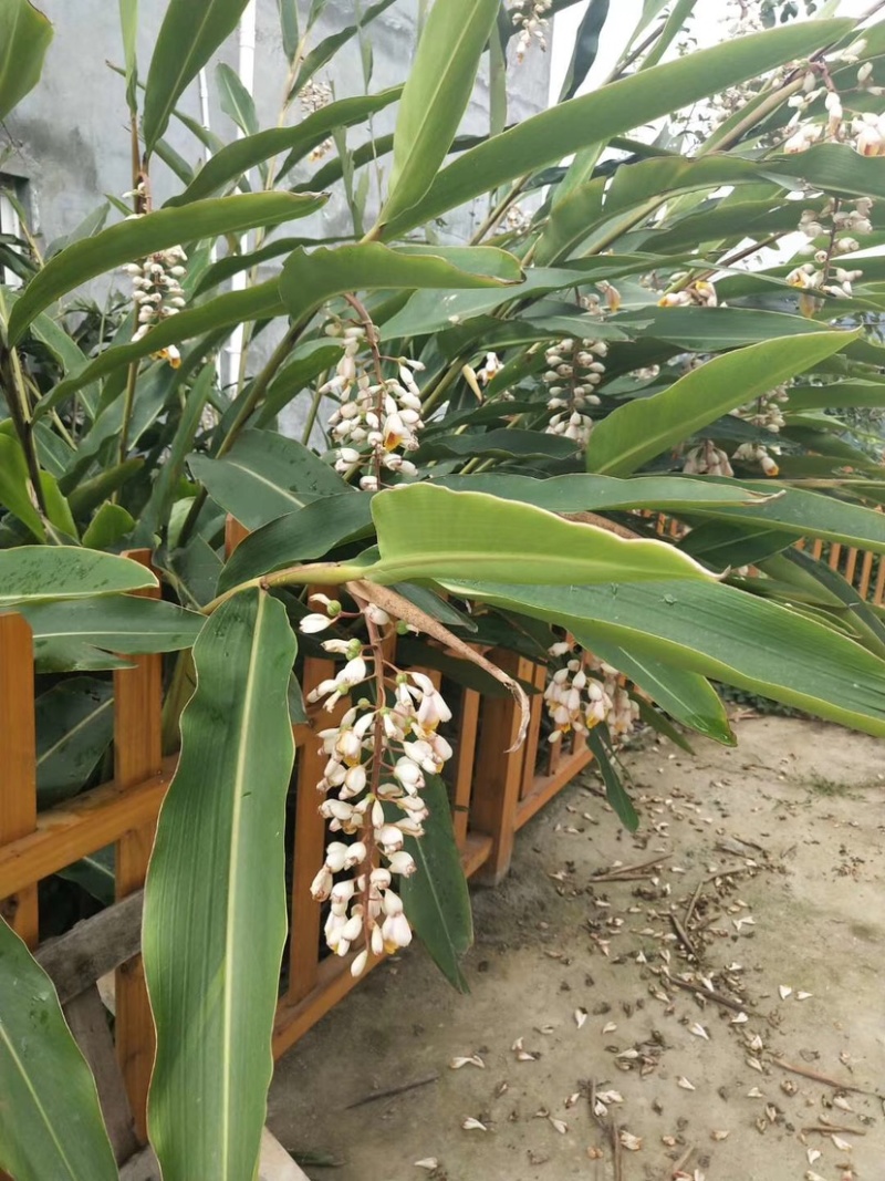 大量出售香砂仁苗