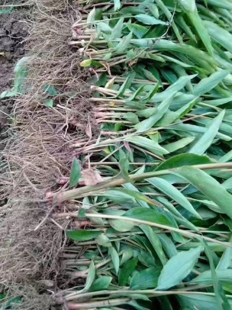 大量出售香砂仁苗