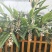 大量出售香砂仁苗