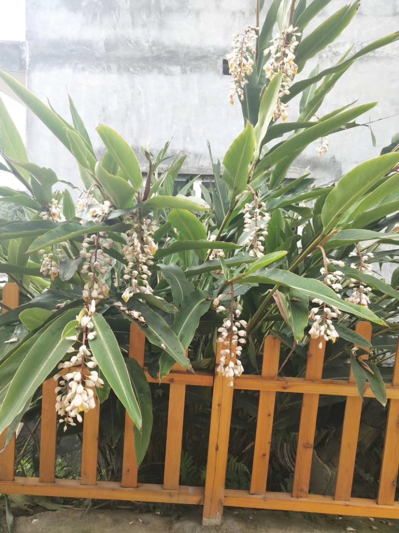 大量出售香砂仁苗